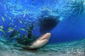 Lemon Shark dancing under the Shear Water at Tiger Beach ... by Steven Anderson 